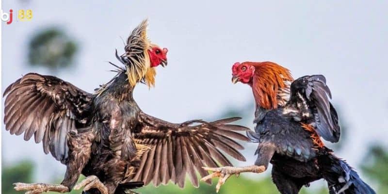 Lý do gà chọi ngũ sắc được giới chơi gà ưa chuộng