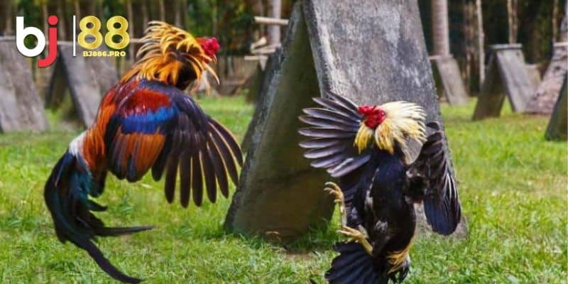 Các yếu tố cơ bản để xem tướng gà chọi