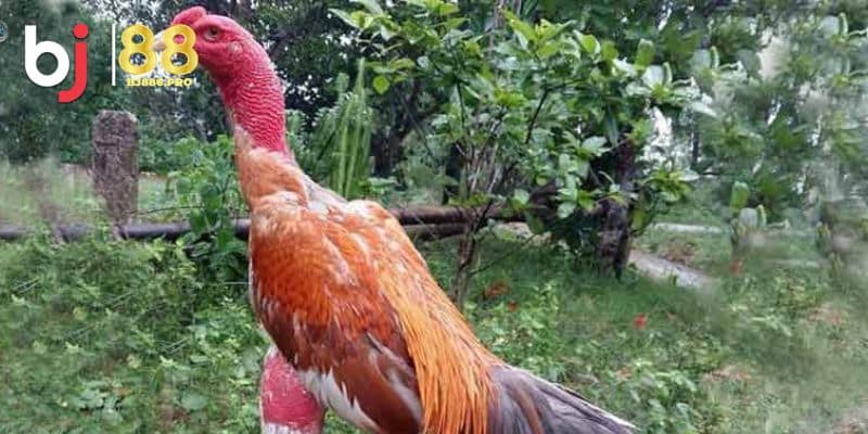 Giới thiệu về xem tướng gà chọi